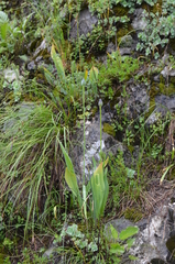 Tulipa × tschimganica