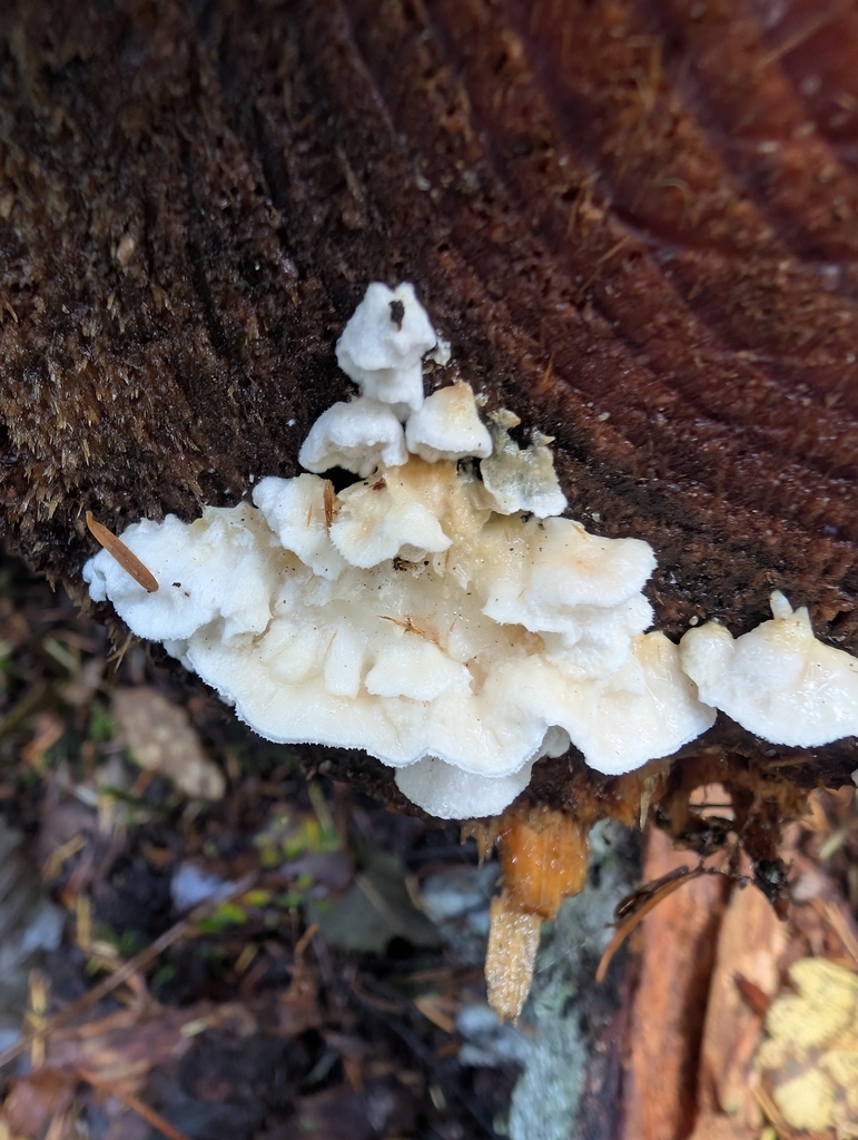 Plicatura nivea · November 2025 · photo: © simonele (iNaturalist, cc-by)