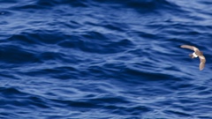 Oceanites gracilis