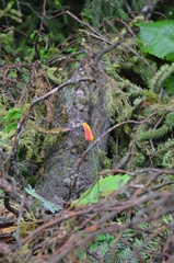 Tulipa × tschimganica