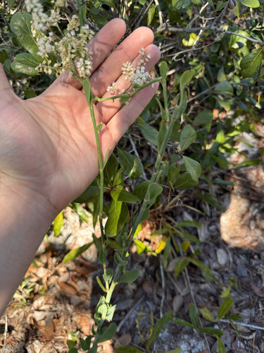 Largeleaf Jointweed (Polygonella macrophylla)