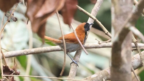 Black-faced Rufous-Warbler
