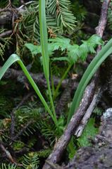 Tulipa × tschimganica