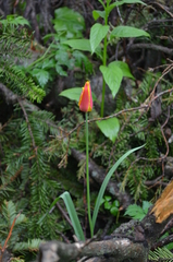 Tulipa × tschimganica