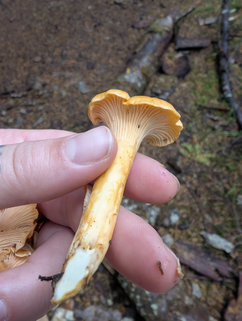 Cantharellus formosus · November 2025 · photo: © simonele (iNaturalist, cc-by)