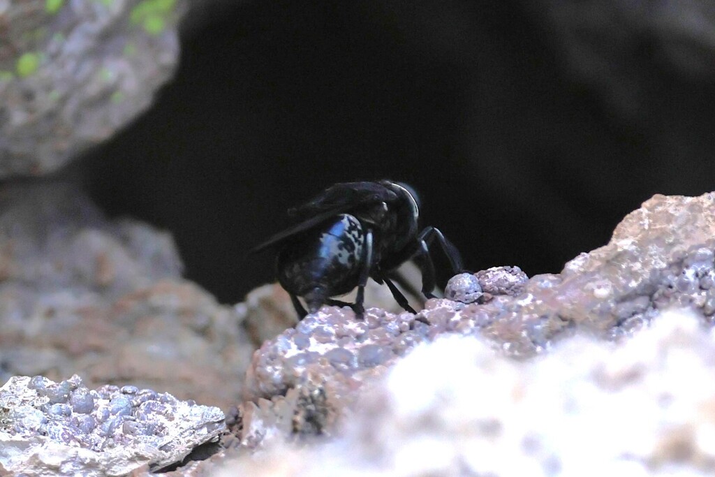 Cuterebra austeni