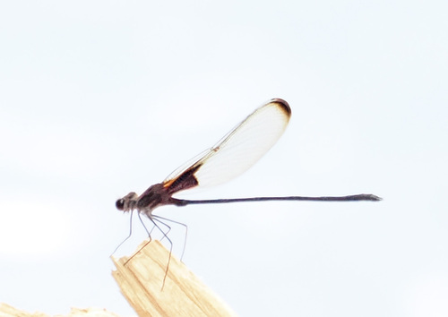 Smoky Rubyspot photo 3