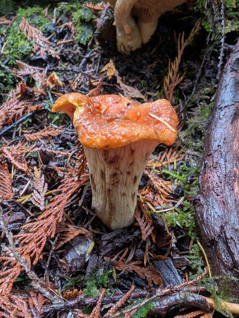 Turbinellus floccosus · November 2025 · photo: © simonele (iNaturalist, cc-by)
