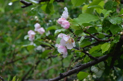 Malus sieversii