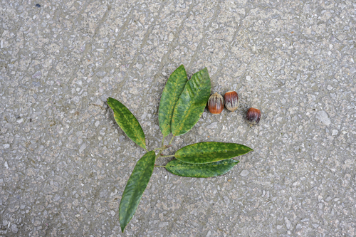 Red-bark Oak