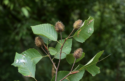 Fagus longipetiolata
