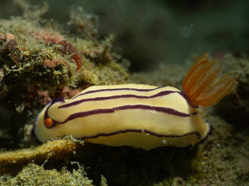 Foto de Hypselodoris de Emma (Hypselodoris emma)