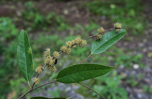 Castanopsis fargesii