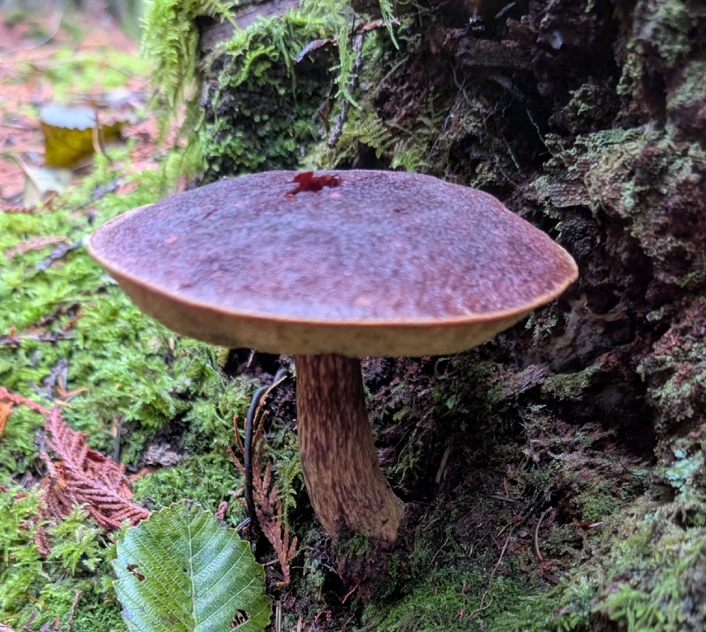 Aureoboletus mirabilis · November 2025 · photo: © simonele (iNaturalist, cc-by)