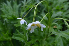 Anemonastrum protractum