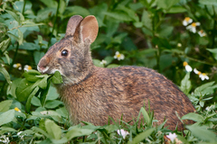 Sylvilagus palustris