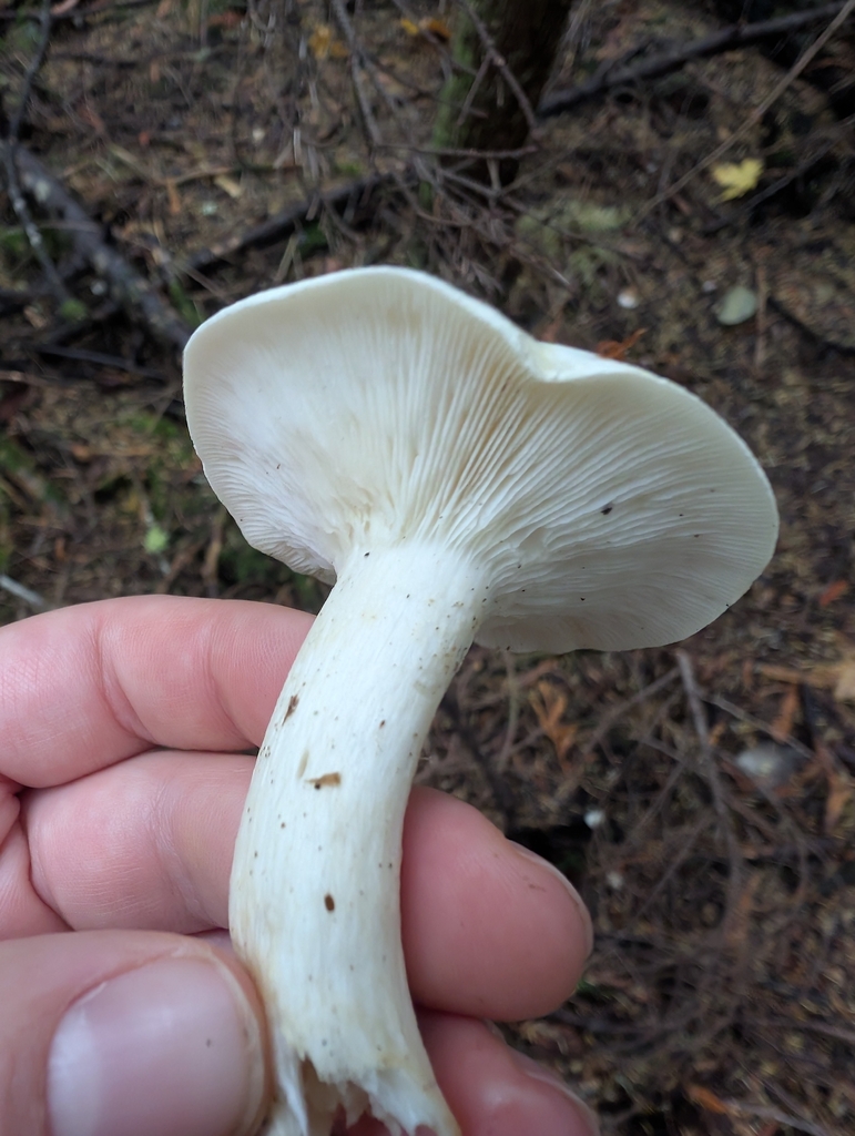 Leucopaxillus albissimus · November 2025 · photo: © simonele (iNaturalist, cc-by)