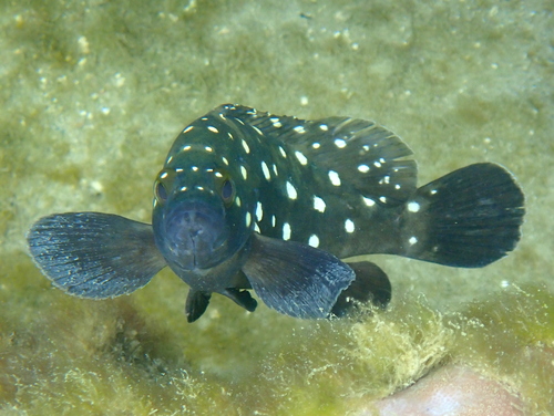 Garrupa (Epinephelus coeruleopunctatus) — Serranidae — 5