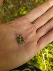 Teloschistes sieberianus