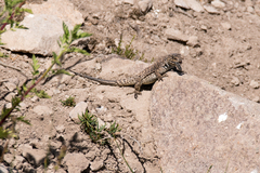 Liolaemus leopardinus