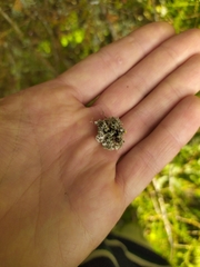 Teloschistes sieberianus