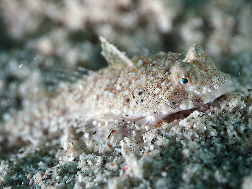 Spotted dragonet (Diplogrammus pauciradiatus) — Callionymidae — 4
