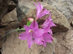 Alstroemeria violacea