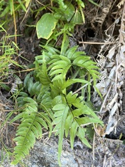 Pteris semipinnata, photograph (c) Kiwi Shen, some rights reserved (CC BY)