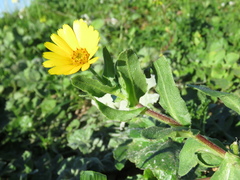 Calenduleae