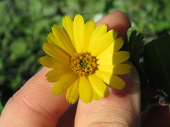 Calenduleae