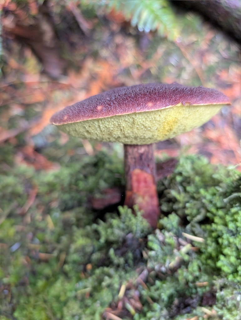 Aureoboletus mirabilis