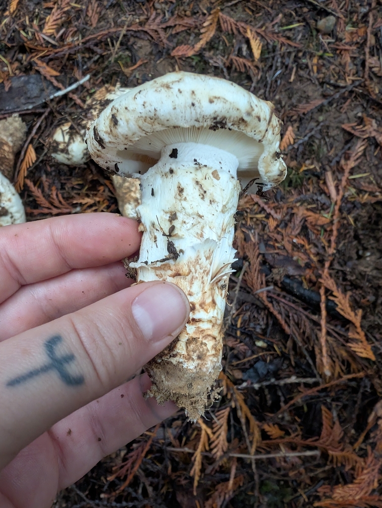 Tricholoma murrillianum · November 2025 · photo: © simonele (iNaturalist, cc-by)