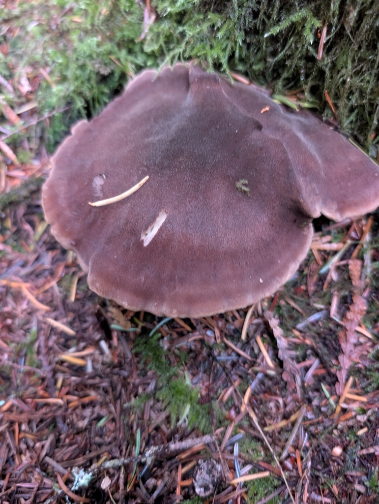 Jahnoporus hirtus · November 2025 · photo: © simonele (iNaturalist, cc-by)