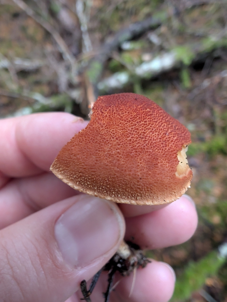 Cystodermella cinnabarina · November 2025 · photo: © simonele (iNaturalist, cc-by)