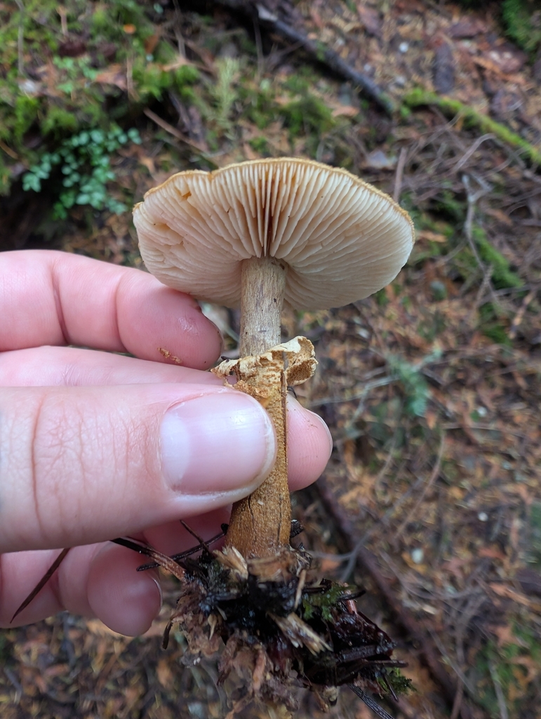 Cystoderma carcharias · November 2025 · photo: © simonele (iNaturalist, cc-by)
