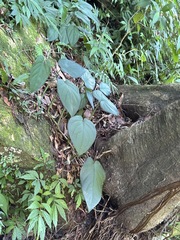 Syngonium chiapense, photograph (c) Kiwi Shen, some rights reserved (CC BY)