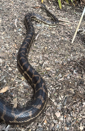 Coastal Carpet Python sighting