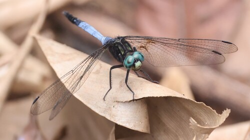 Bold Skimmer