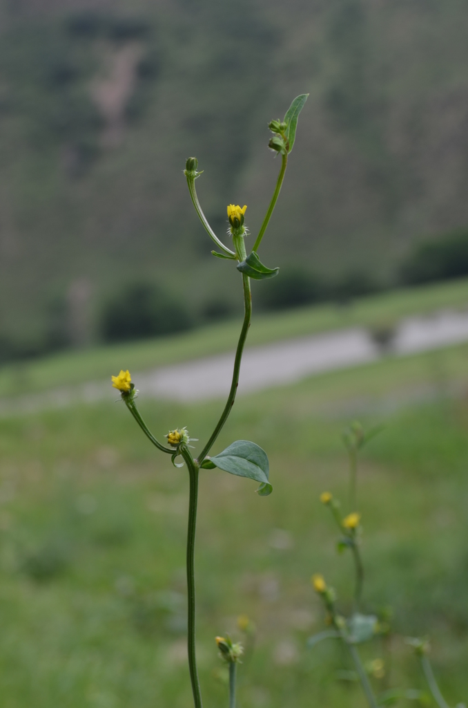 Acanthocephalus