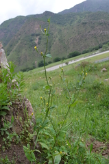 Acanthocephalus benthamianus