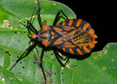 Spartocera pantomima