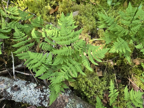 Gymnocarpium dryopteris iNat (3)
