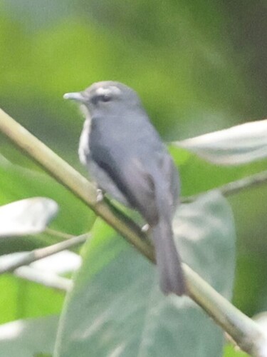 White-browed Forest-Flycatcher