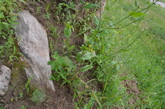 Acanthocephalus benthamianus