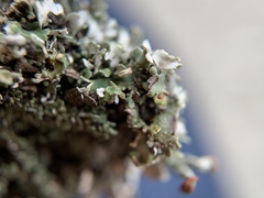 Cladonia subcariosa