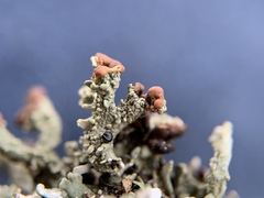 Cladonia subcariosa