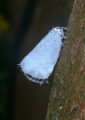 Adelidoria glauca