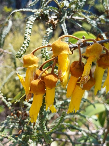 Waitakere Kowhai (Sophora fulvida)