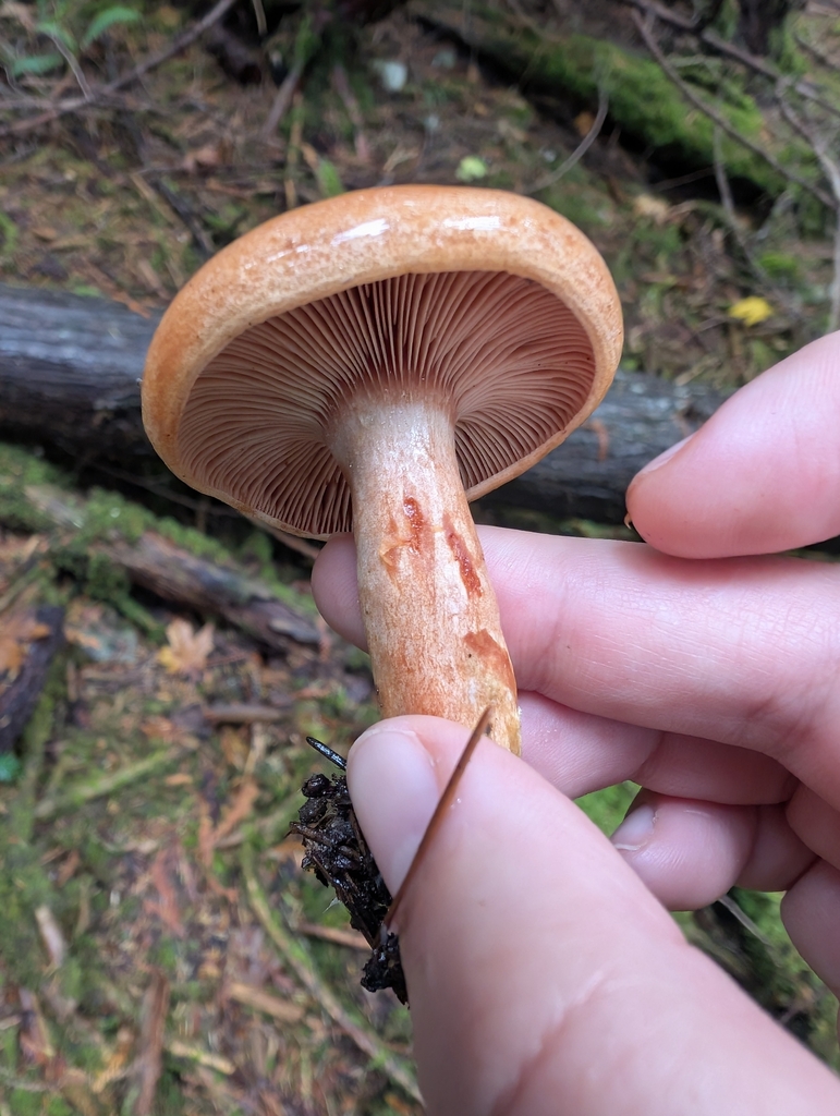 Lactarius rubrilacteus · November 2025 · photo: © simonele (iNaturalist, cc-by)