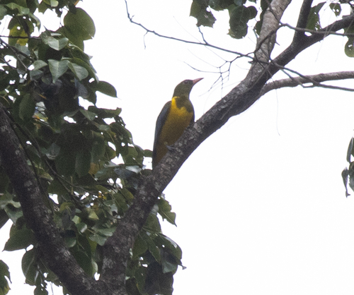 Green-headed Oriole (Oriolus chlorocephalus), photo 7